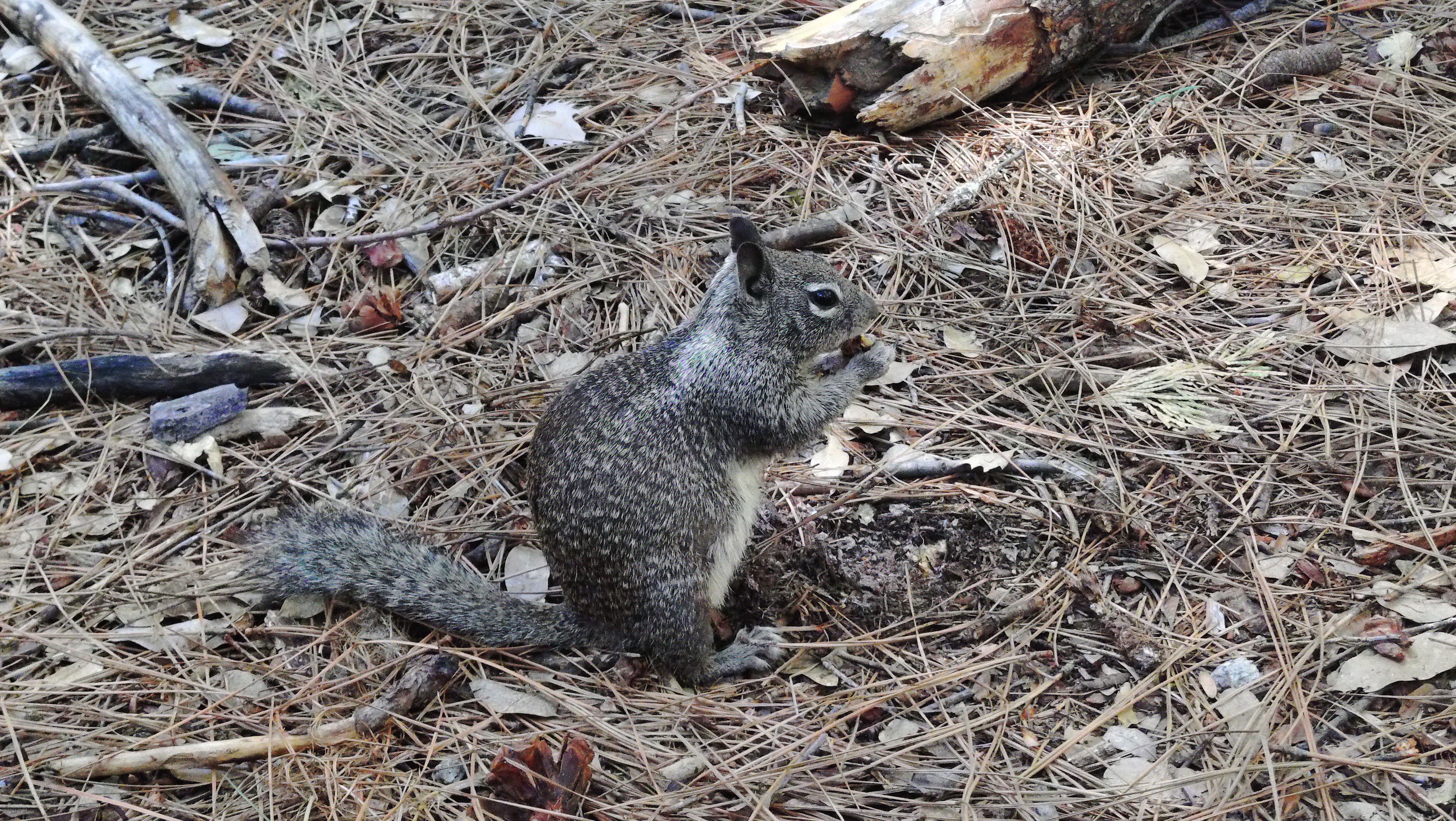 (2026-06-01) Yosemite National Park 的松鼠。