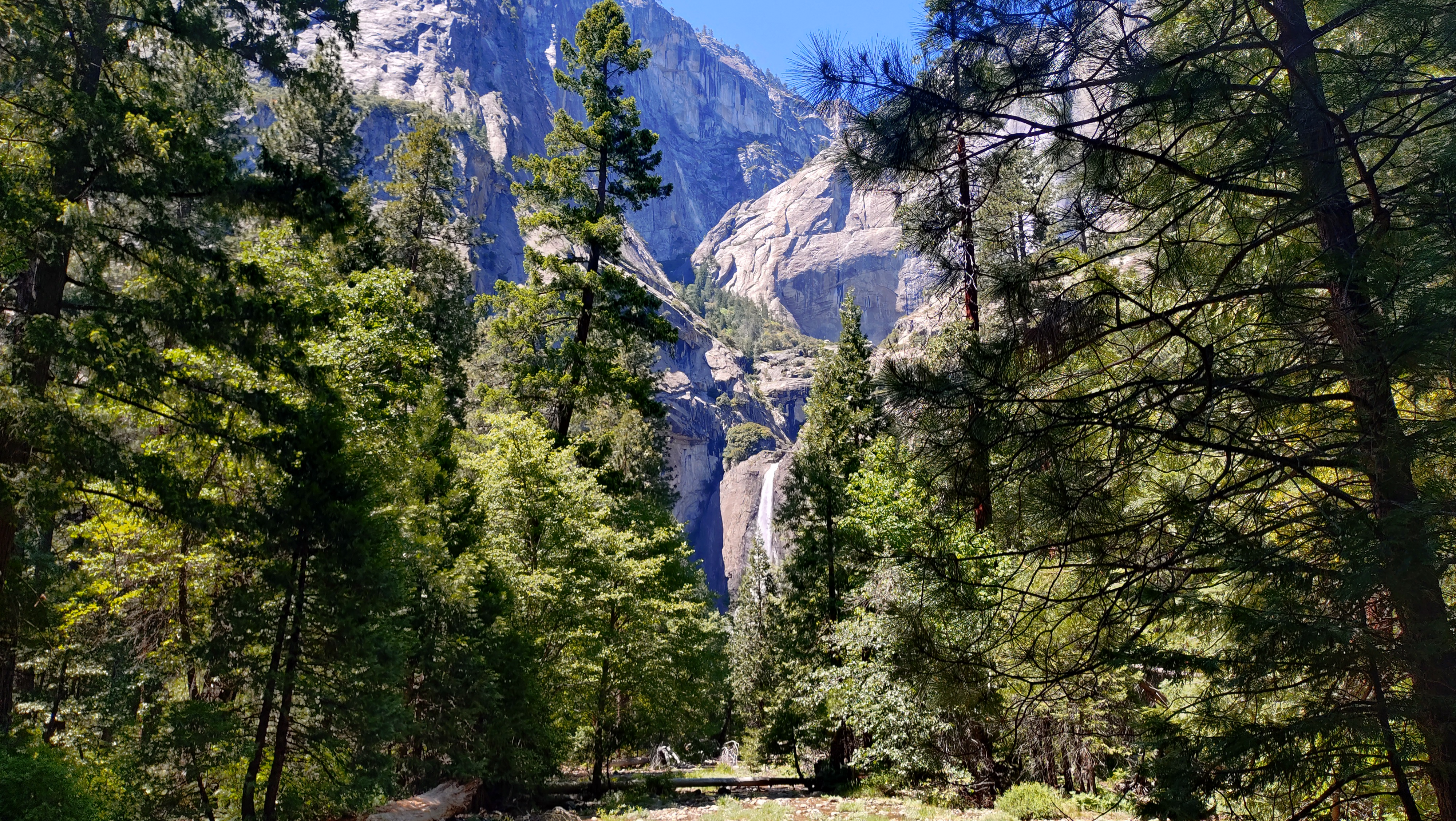 (2026-06-01) Yosemite National Park 的森林。