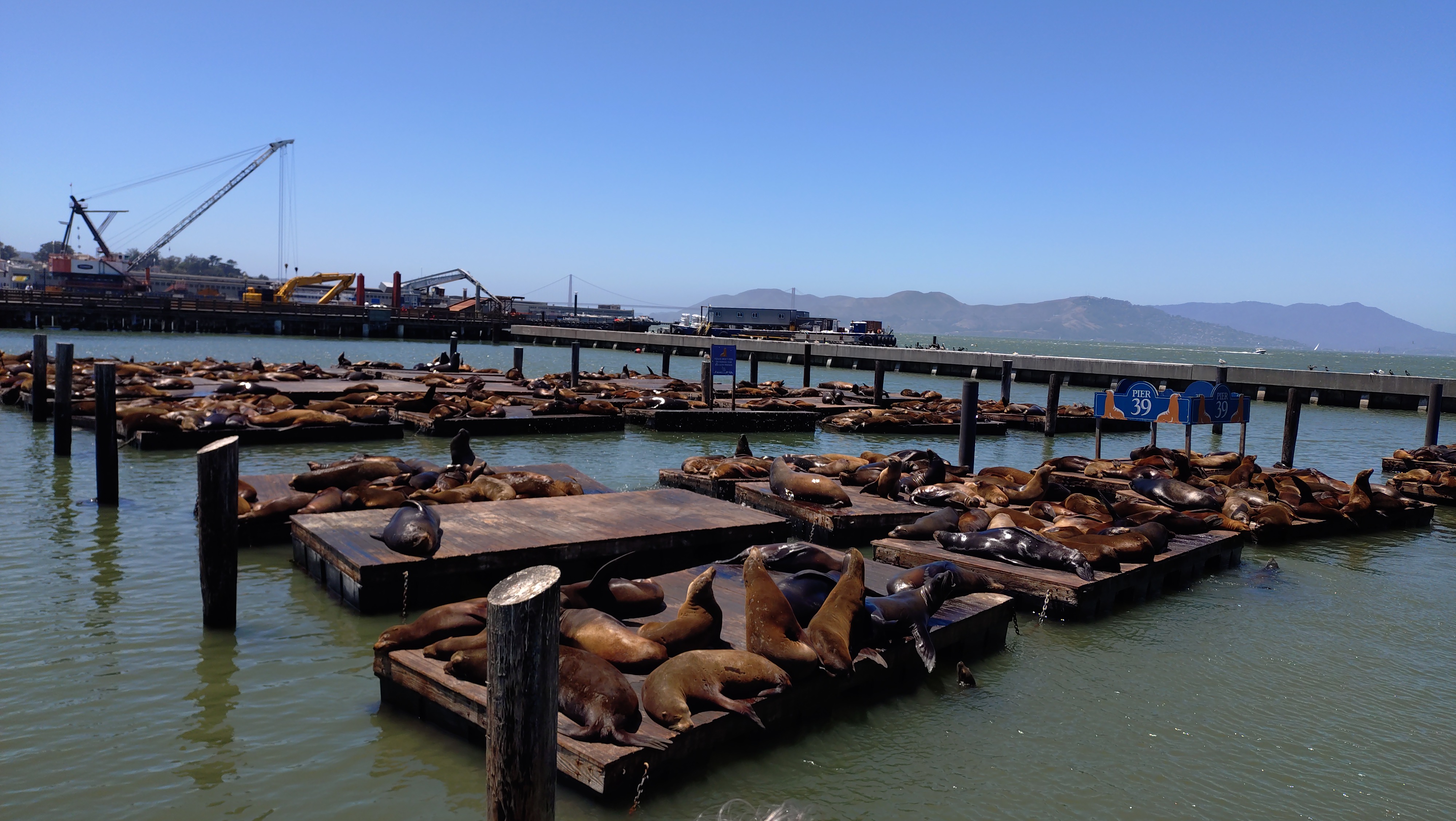 (2026-05-31) San Francisco 的 Sea Lion Viewing Area，一堆海獅躺在這邊曬太陽，然後嗷嗷叫 🦭🦭🦭