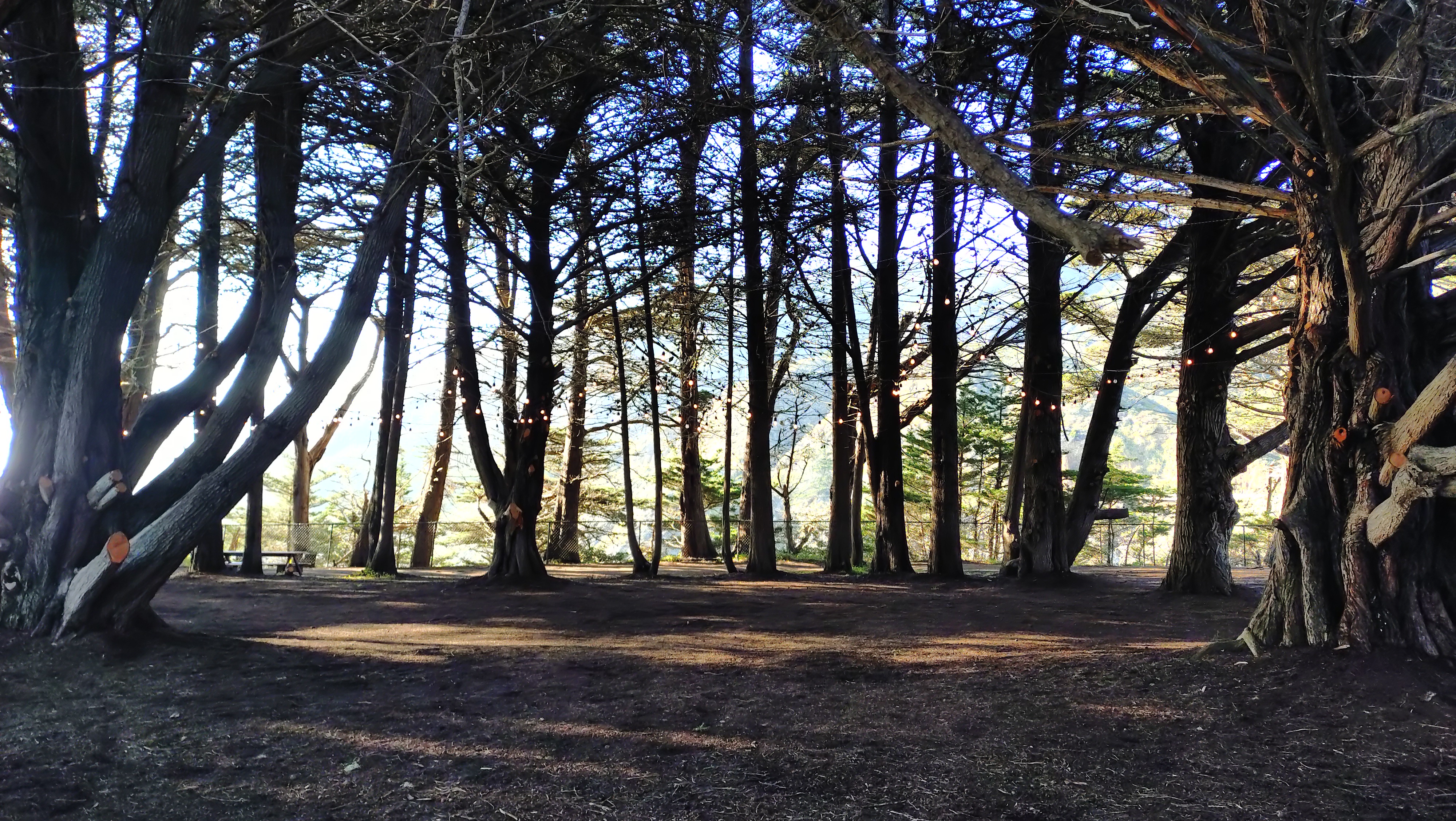 (2026-05-29) Ragged Point 海岸樹林。